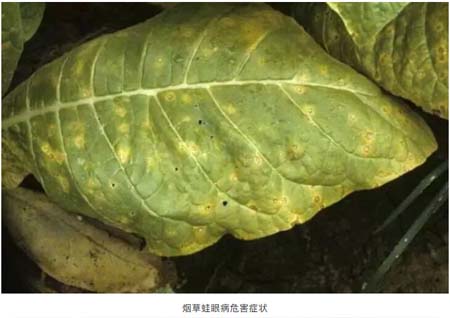 烤烟蛙眼病1.jpg