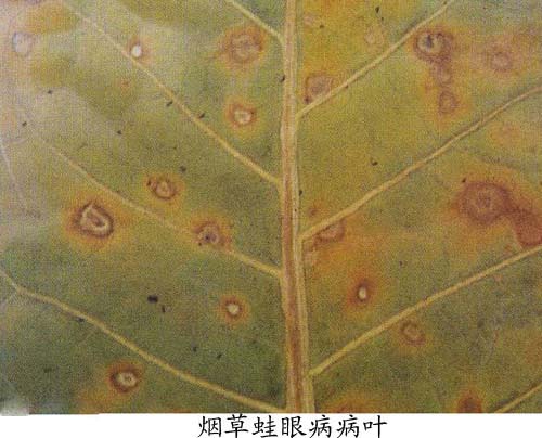 烤烟蛙眼病4.jpg