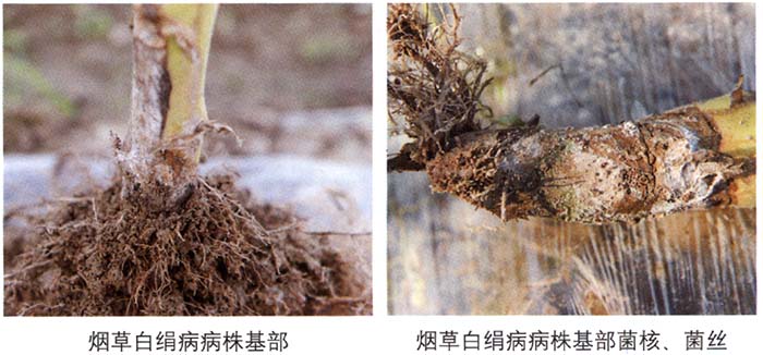 烟草白绢病的识别及防治