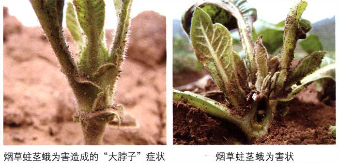 烟蛀茎蛾2.jpg