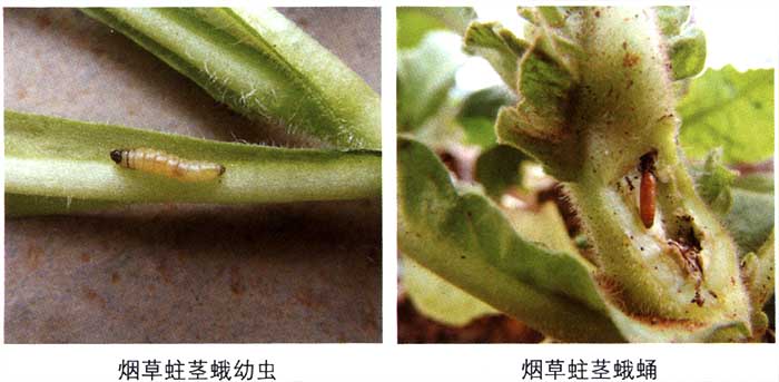 烟蛀茎蛾3.jpg