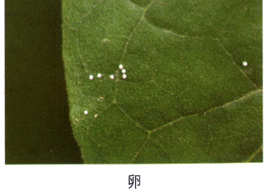 烟青虫卵.jpg