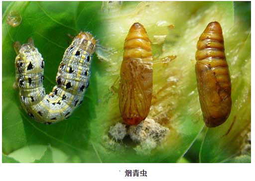 烟青虫1.jpg