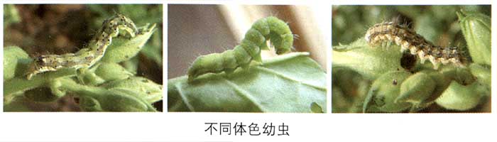 烟青虫4.jpg