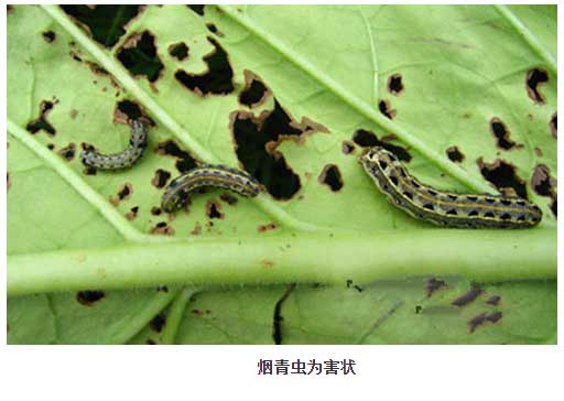 低龄幼虫危害壮3.jpg