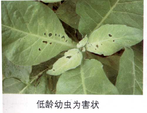 低龄幼虫危害壮.jpg
