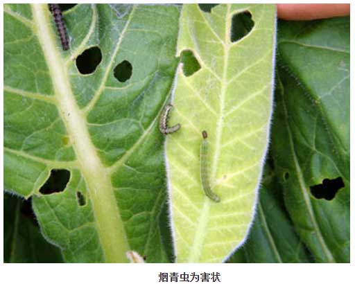 10种措施防治烟草烟青虫