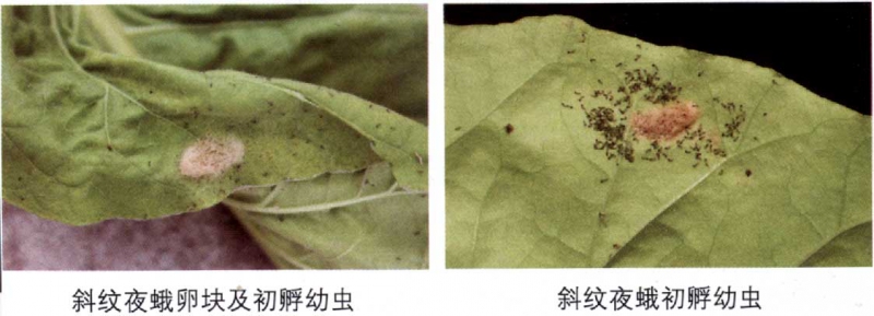 烟草斜纹夜蛾幼虫.jpg