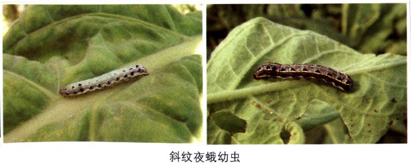 烟草斜纹夜蛾幼虫1.jpg
