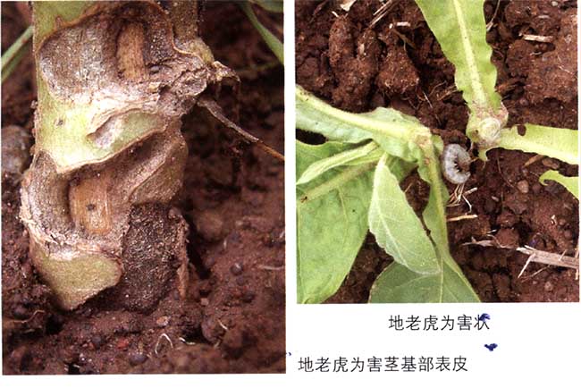 烟草地老虎.jpg