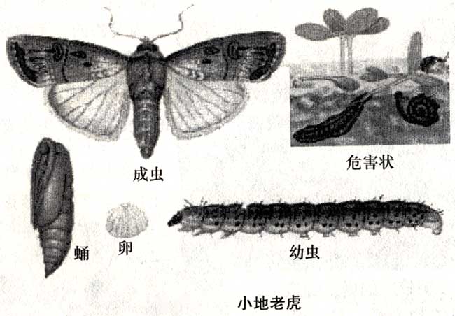 小地老虎‌与环境的关系