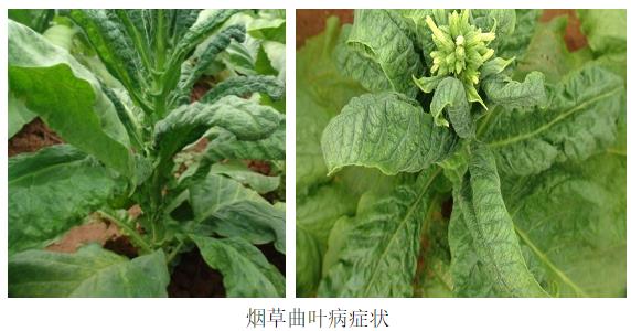 烟粉虱6.jpg