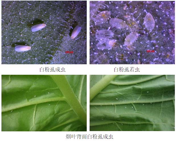 烟粉虱7.jpg