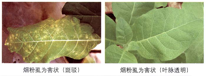 烟粉虱8.jpg