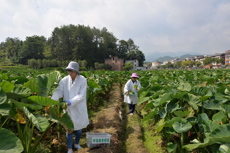 烤烟用生物农药使用技巧