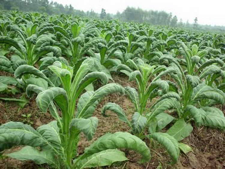 药害症状.jpg