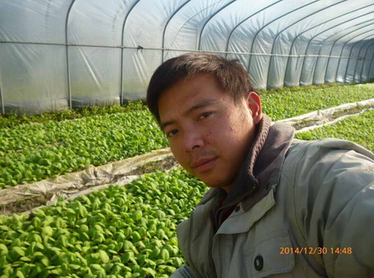 烤烟伸根期使用叶面肥的重要性