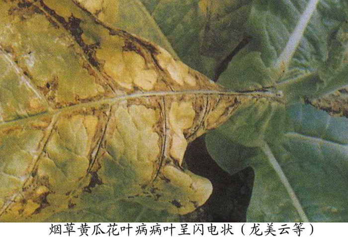 烟草黄瓜花叶病电状.jpg