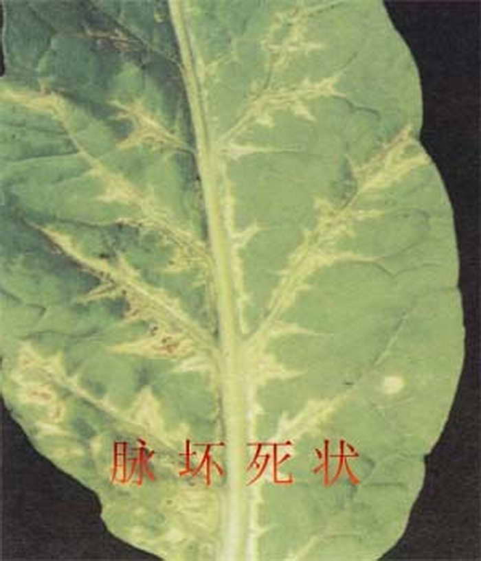 烟草黄瓜花叶病三.jpg