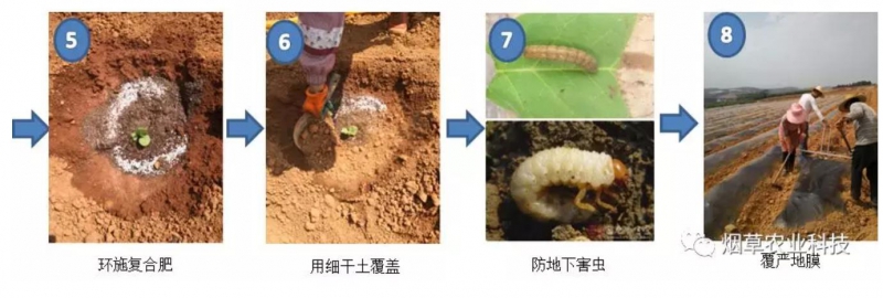 烤烟移栽示意图2.jpg