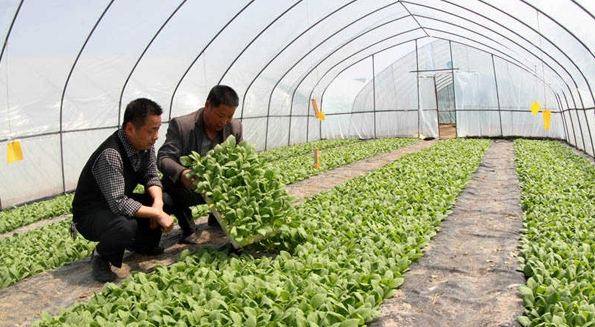 4.育苗棚管理技术