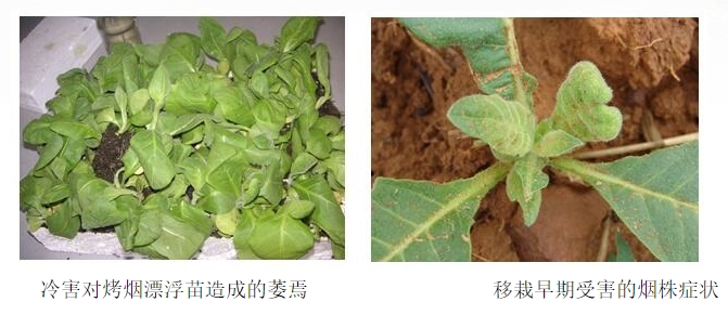 烤烟冷害1.jpg