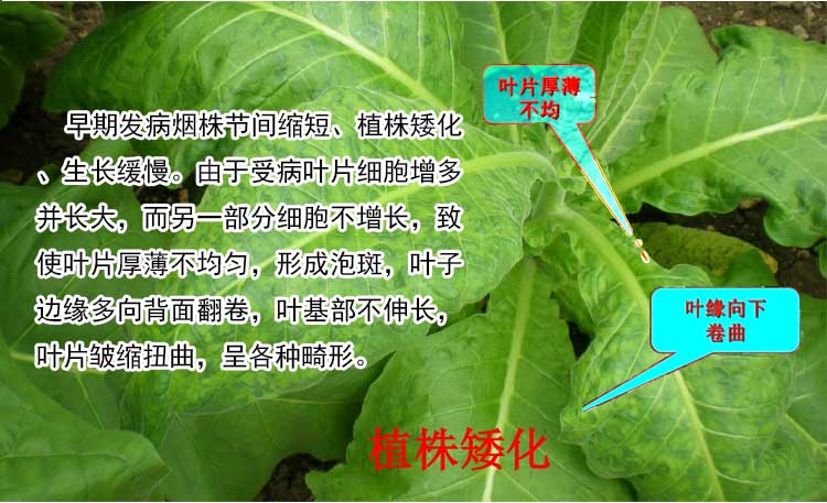 烟草花叶病1.jpg