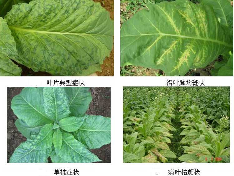 烟草花叶病2.jpg