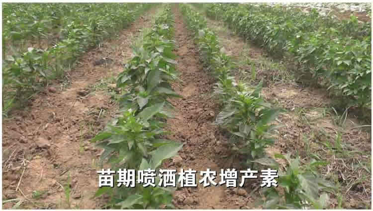 辣椒花前使用植农增产素