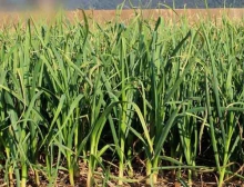 土壤营养条件对大蒜生长发育的影响