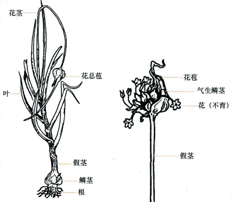 大蒜叶子.jpg