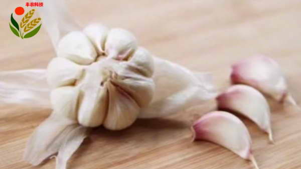 大蒜细菌性软腐病1.jpg