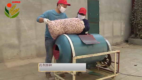 大蒜细菌性软腐病14.jpg