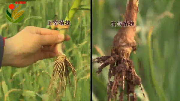 大蒜细菌性软腐病7.jpg