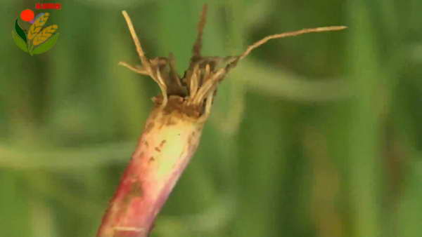 大蒜细菌性软腐病9.jpg