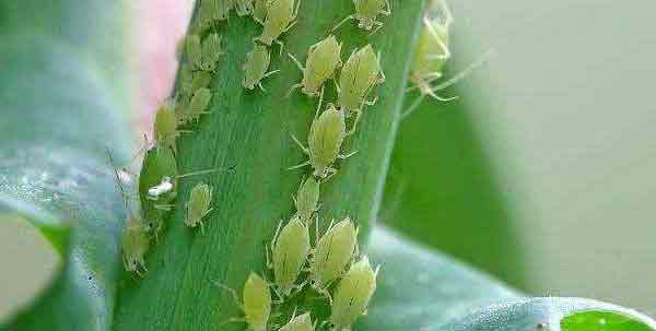 蚜虫对大蒜的为害