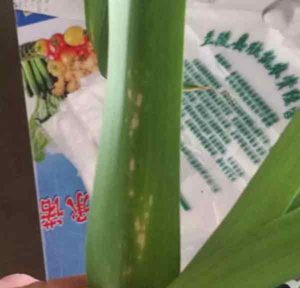 大蒜叶斑病.jpg
