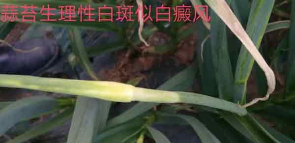 大蒜叶斑病.jpg