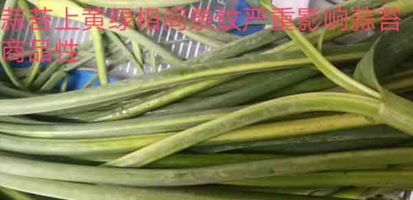 大蒜叶斑病.jpg