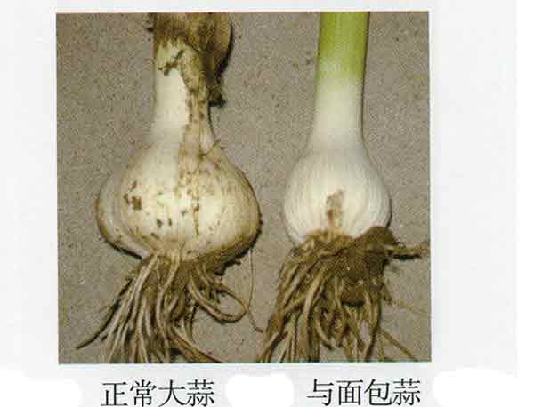 大蒜面包蒜.jpg