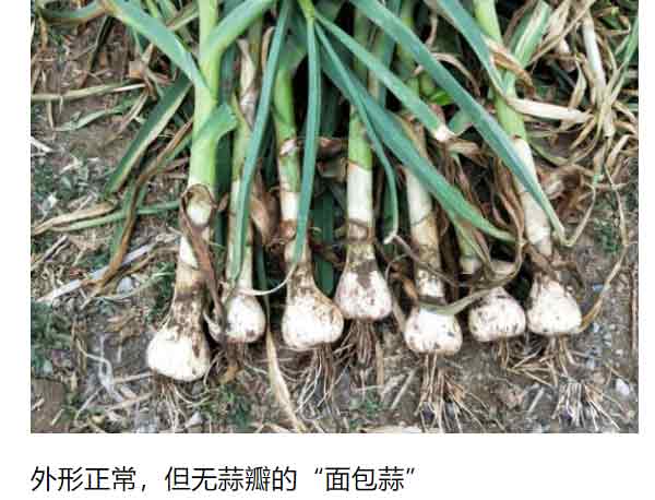 大蒜面包蒜.jpg