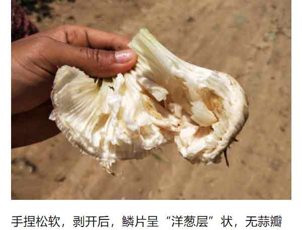 大蒜面包蒜.jpg